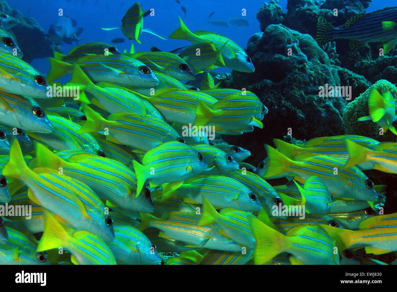 Scuola di Bluestripe Lutiani (Lutjanus Kasmira, aka Bluestripe Pesce persico, Blue-line Snapper, South Ari Atoll, Maldive Foto Stock