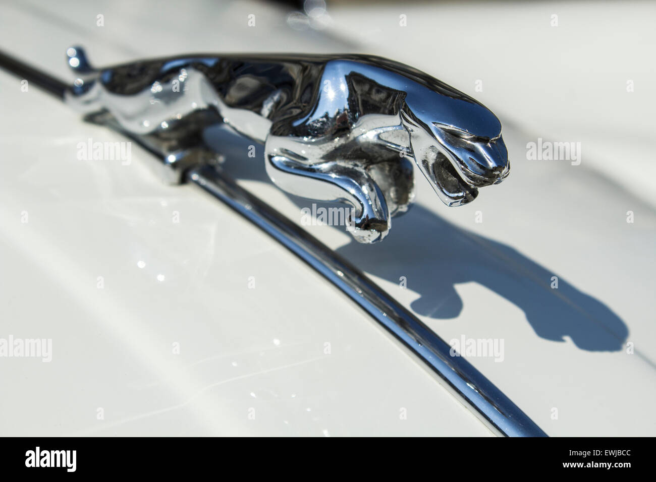 Jaguar statuetta su un auto d'epoca del 1960, la Jaguar XK 150 Foto Stock