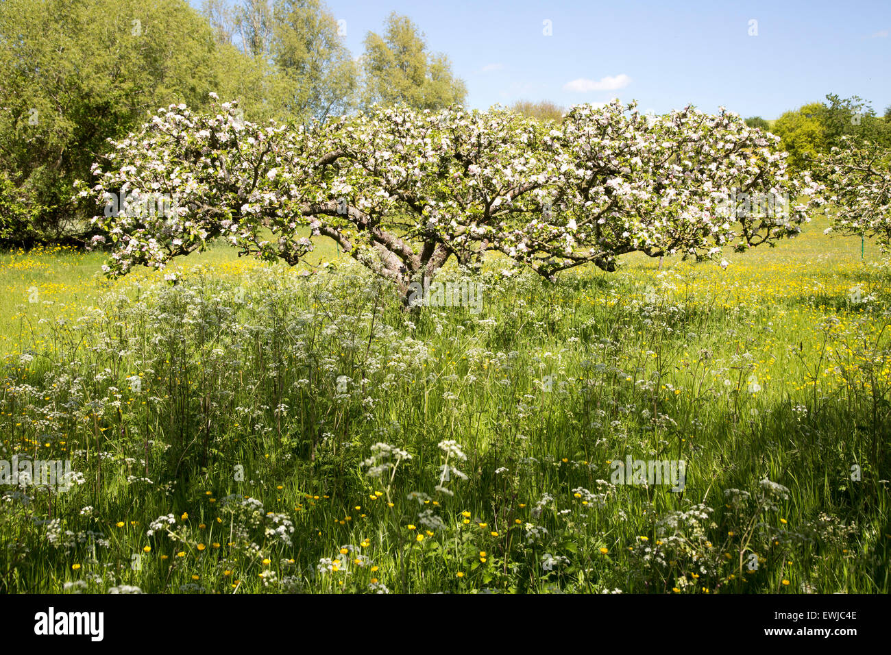 Primavera sbocciano i fiori sugli alberi in apple Orchard e il prato di fiori selvaggi, Wiltshire, Inghilterra, Regno Unito Foto Stock