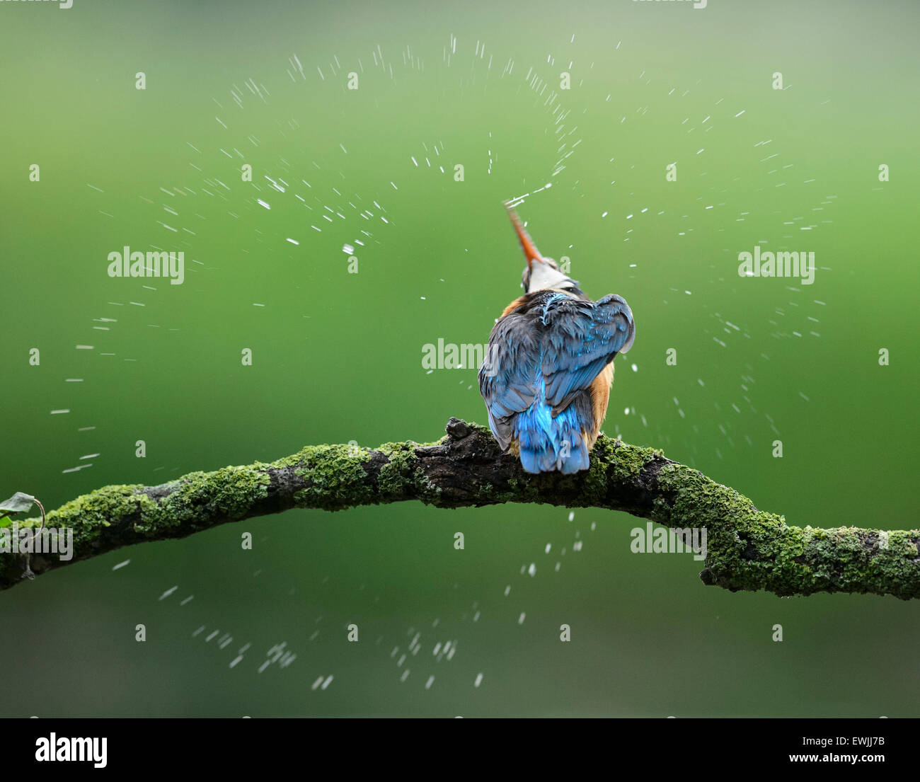 Kingfisher scuotendo le goccioline di acqua off dopo un tuffo nell'acqua. Le gocce di acqua formano un cerchio a causa della veloce rotazione della testa. Foto Stock