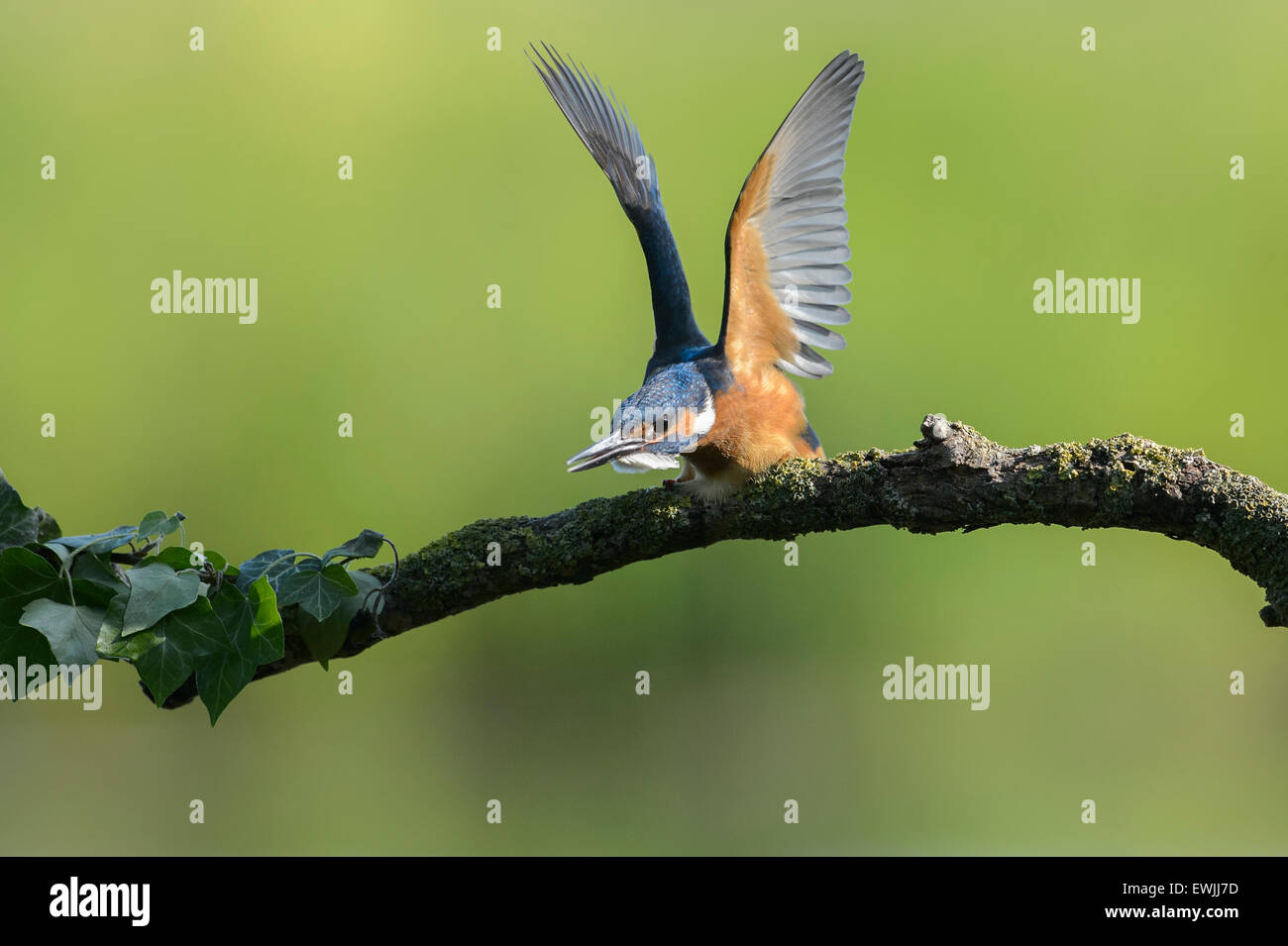 Kingfisher maschio con posa aggressiva contro un congenere di avvicinamento Foto Stock