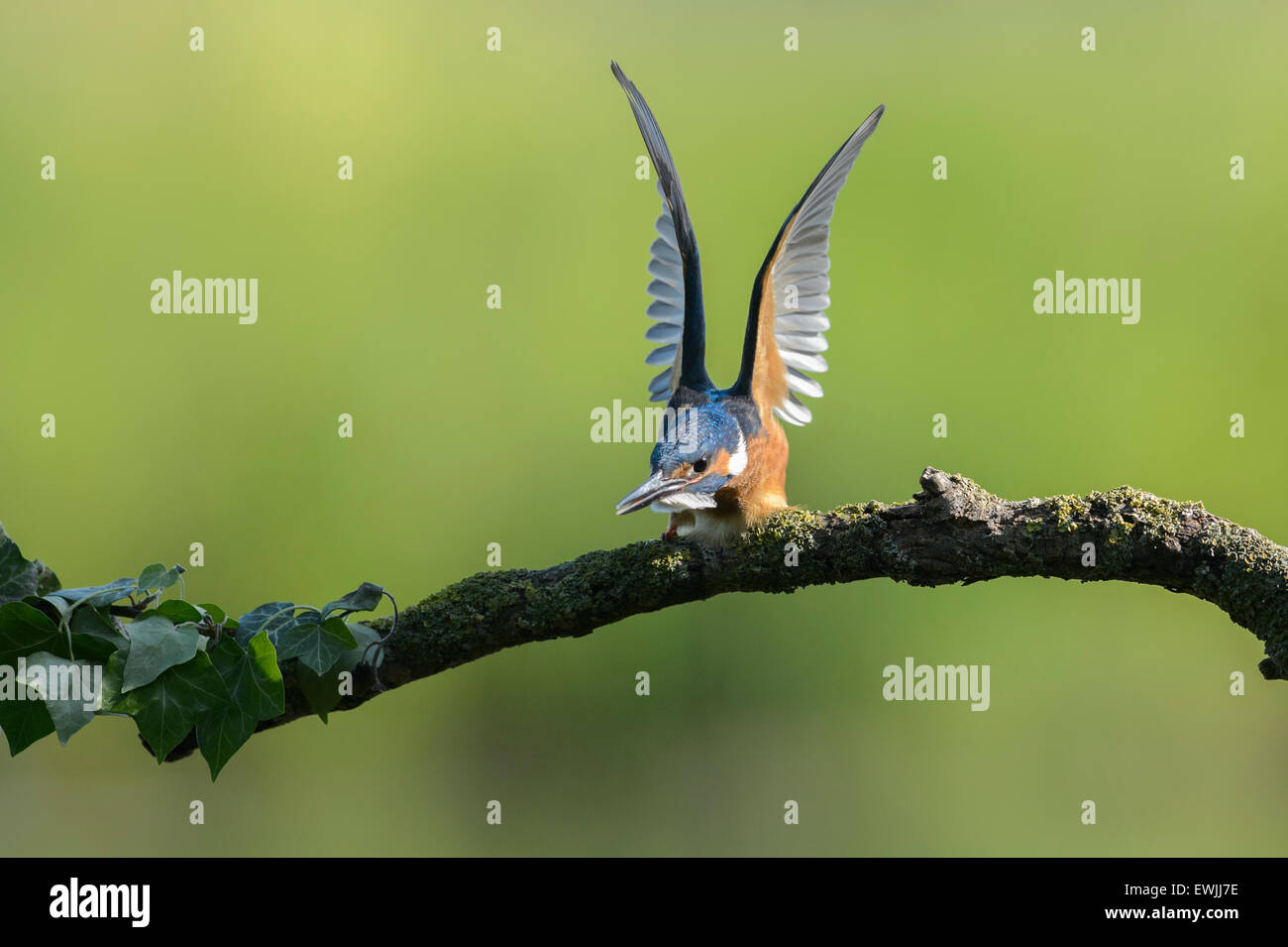 Kingfisher maschio con posa aggressiva contro un congenere di avvicinamento Foto Stock