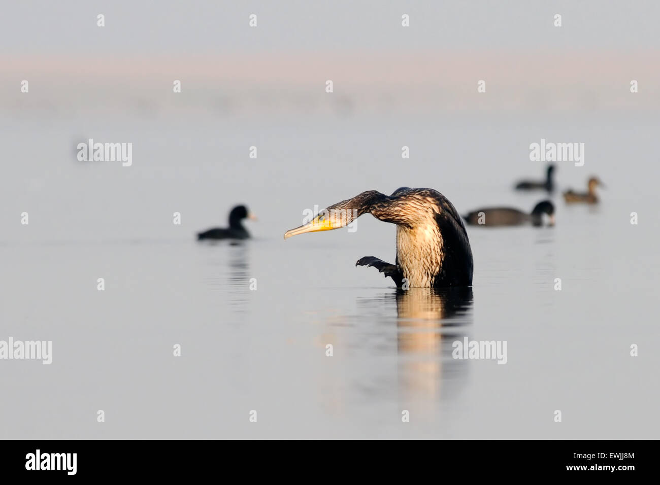 Funny cormorani nel lago Foto Stock