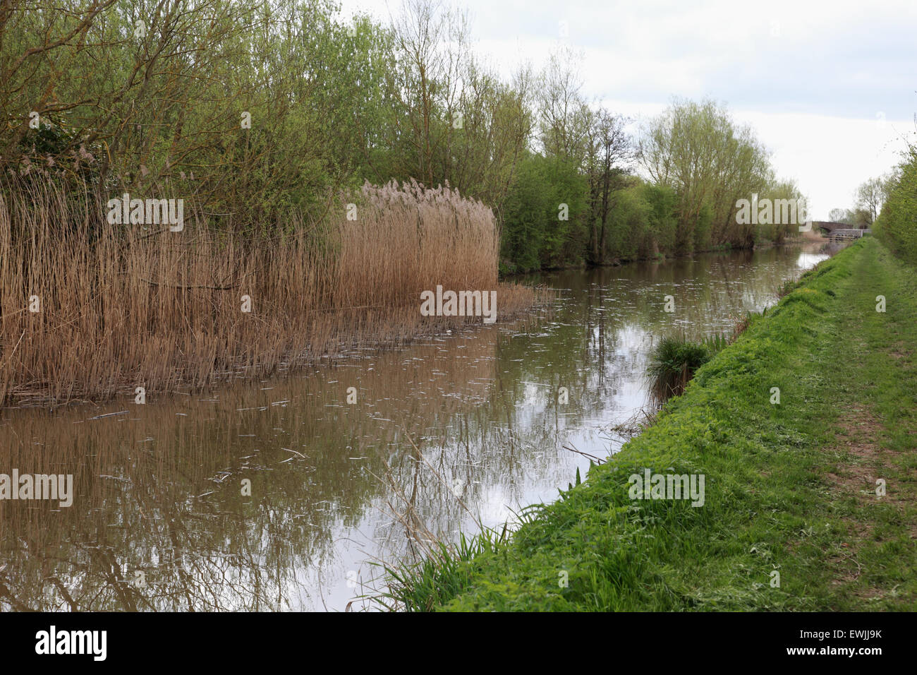 Un letto reed sulla Oxford canal a Aynho. Un eccessivo canneti hanno un effetto negativo sull'uso del canale e la sua ecologia Foto Stock