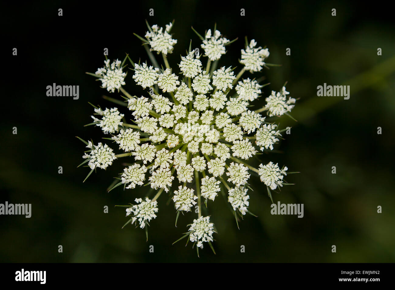 Giant hogweed fiori (Heracleum mantegazzianum) - USA Foto Stock