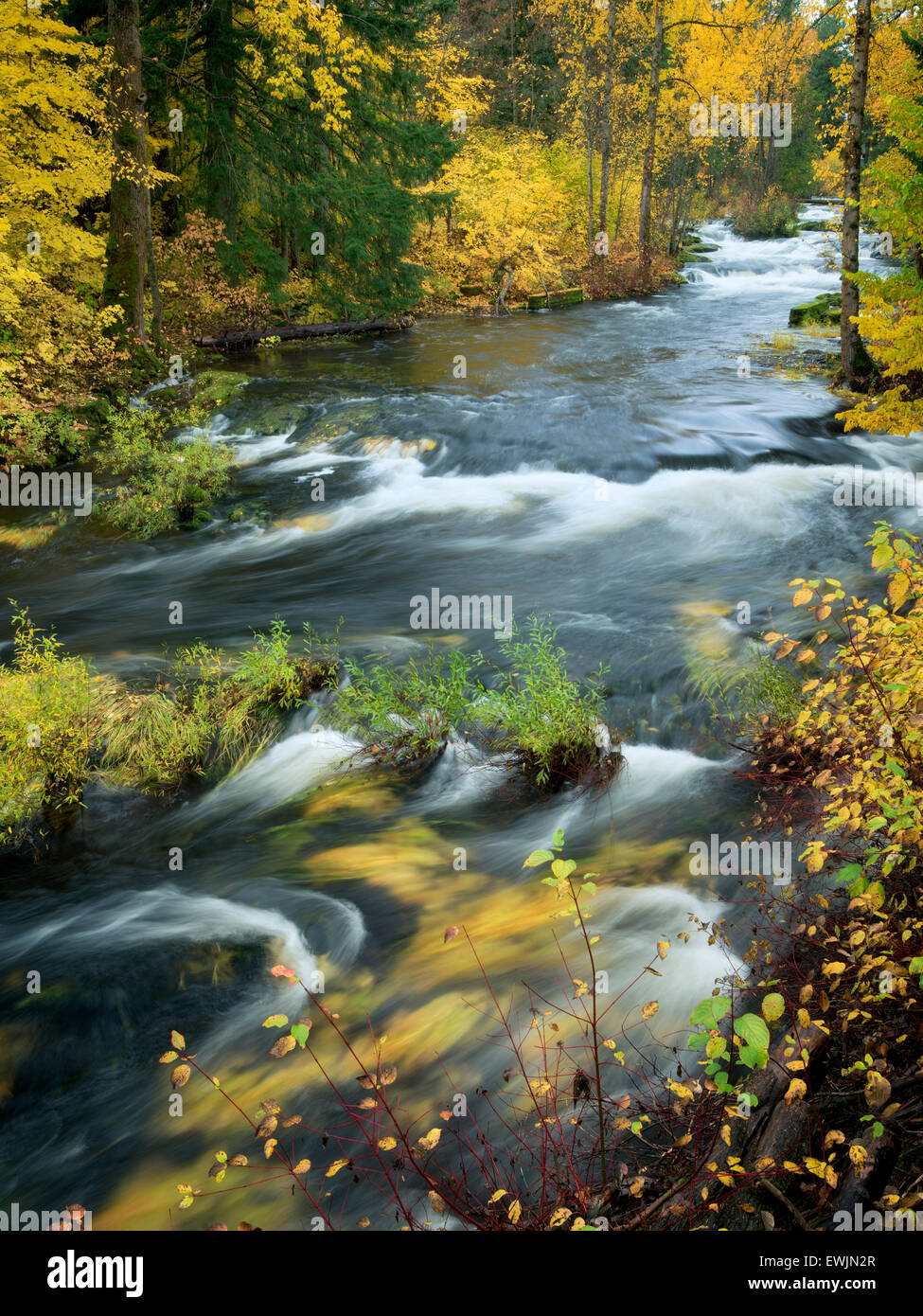 Trota Lago Creek in autunno a colori. Washington Foto Stock