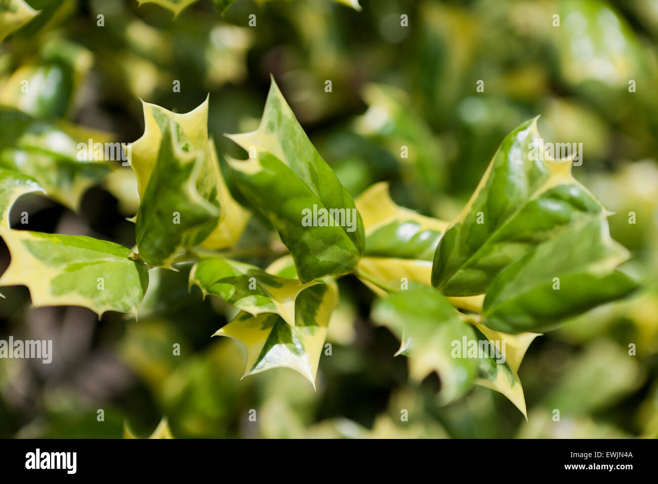 O cinese a molla holly foglie (Ilex cornuta) Foto Stock