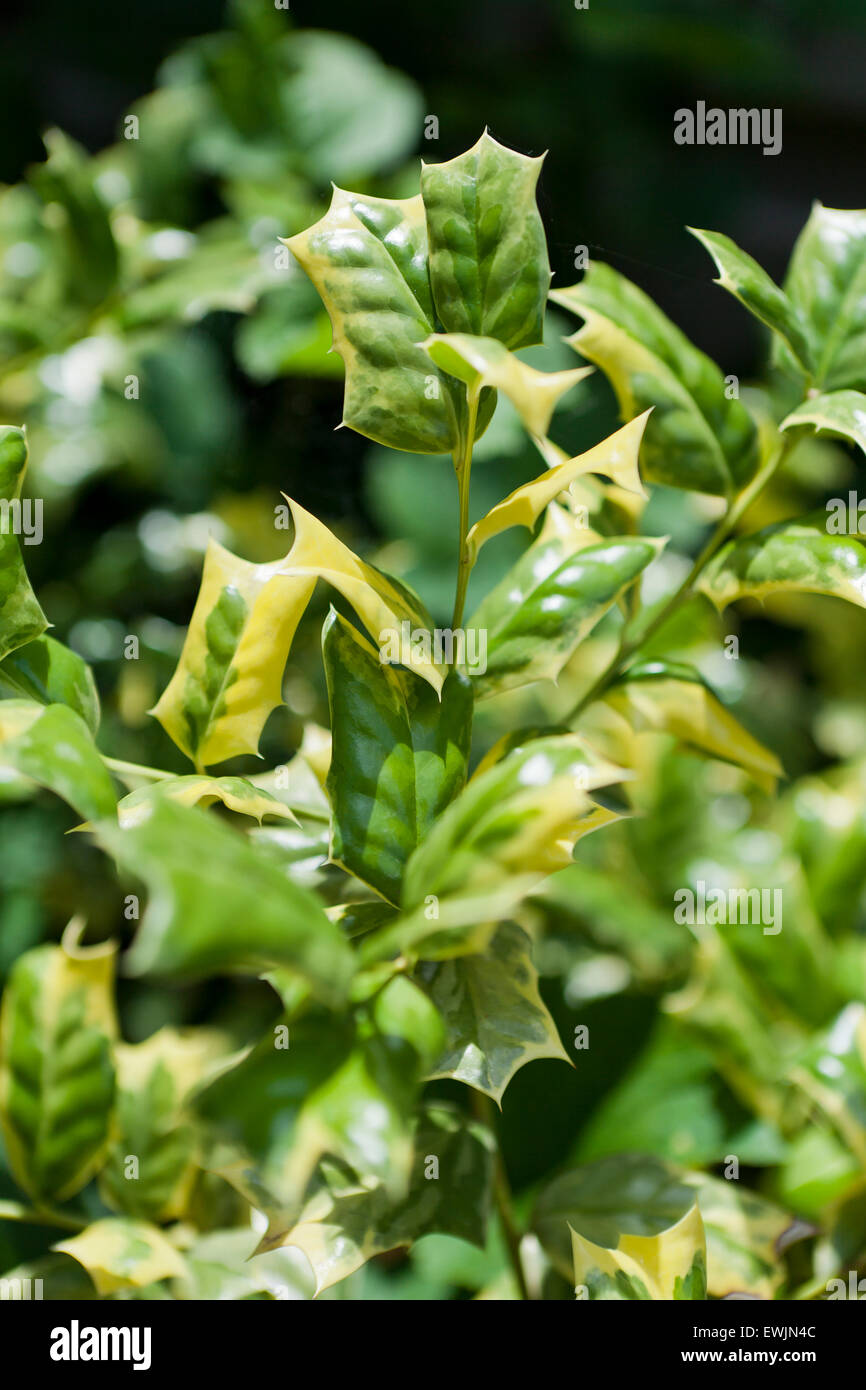 O cinese a molla holly foglie (Ilex cornuta) Foto Stock