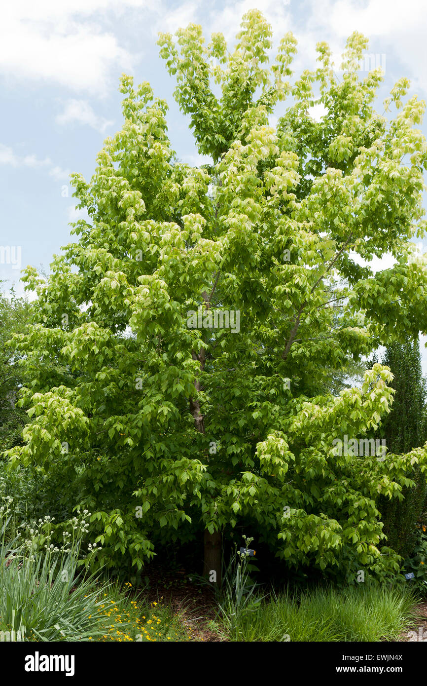Kelly's Gold box elder tree (ACER NEGUNDO) - USA Foto Stock