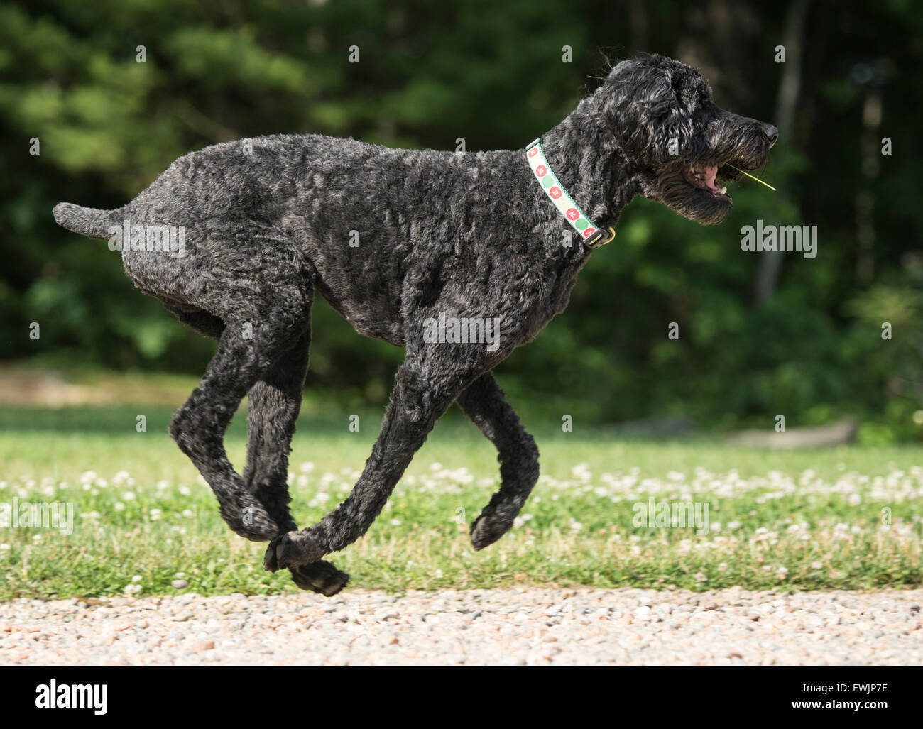 Labradoodle cane in esecuzione Foto Stock