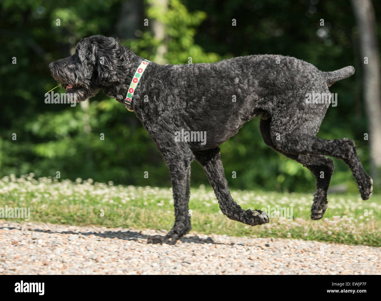 Labradoodle cane in esecuzione Foto Stock