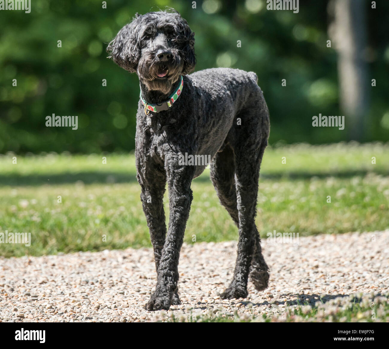 Labradoodle cane Foto Stock