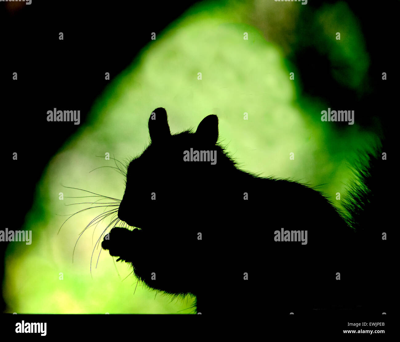 Silhouette di scoiattolo Foto Stock
