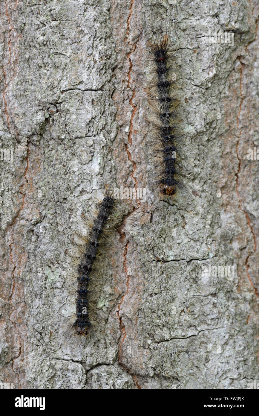 Gypsy Moth bruchi, Lymantria dispar, sul tronco di albero, NJ, orientale N.A. Foto Stock