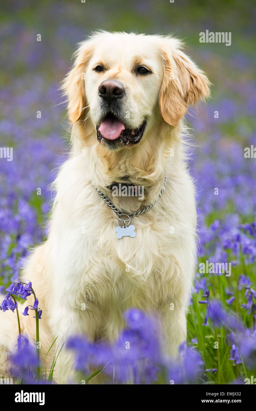 Un Golden Retriever cane in Bluebells in Jiffy Knotts legno vicino a Ambleside, Lake District, UK. Foto Stock