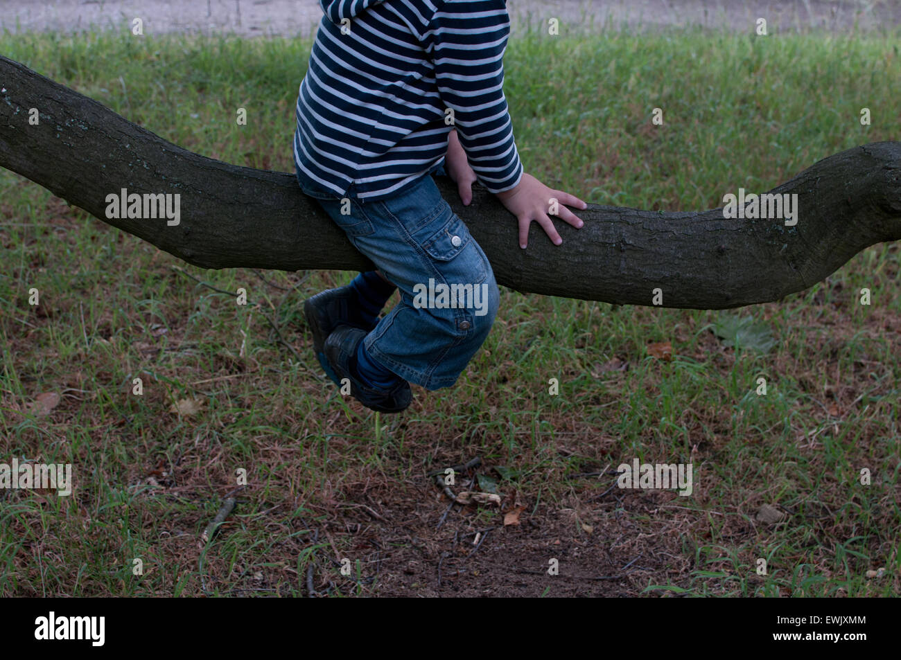 Bambino sul ramo di albero Foto Stock