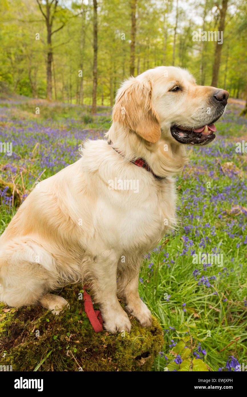 Un Golden Retriever cane in Bluebells in Jiffy Knotts legno vicino a Ambleside, Lake District, UK. Foto Stock