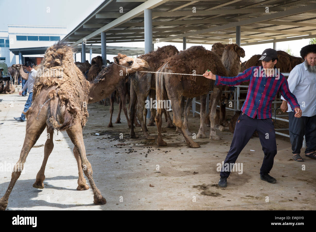 Il cammello Obstreperous alla domenica mercato del bestiame a Altyn Asyr al di fuori di Aşgabat, Turkmenistan Foto Stock