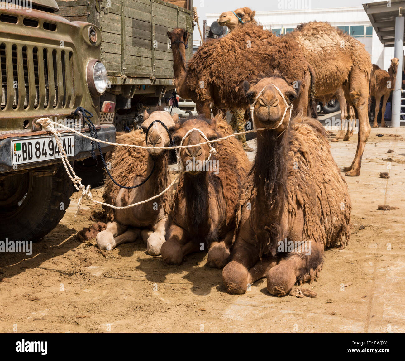 Cammelli al mercato del bestiame, Altyn Asyr mercato domenicale, Aşgabat, Turkmenistan Foto Stock
