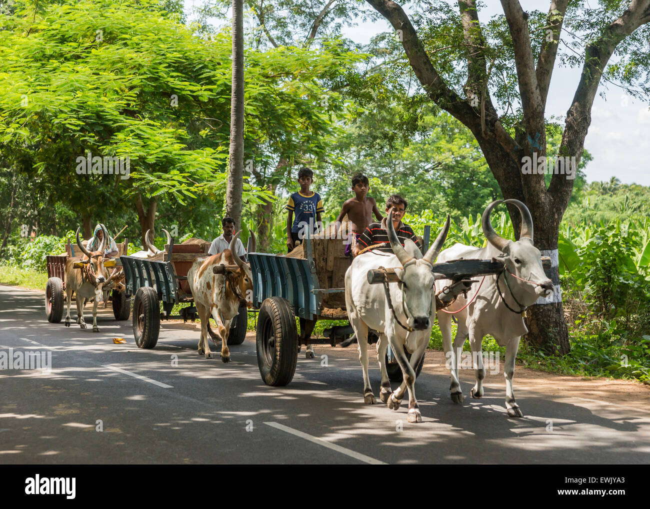 Tre buoi carri sulla strada. Foto Stock