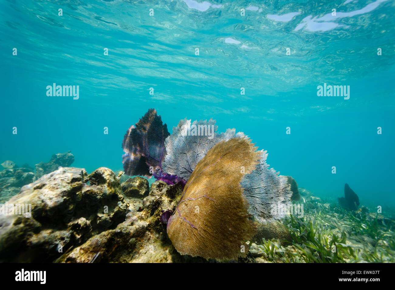 Gorgonie, Gorgonia flabellum, variopinti appassionati di corallo marino su un'onda tropicale della barriera corallina nella corrente Foto Stock