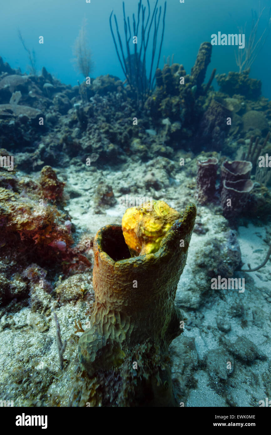 Rana longlure, Antennarius multiocellatus, rana gialla arroccata in una spugna sulla barriera corallina tropicale Foto Stock