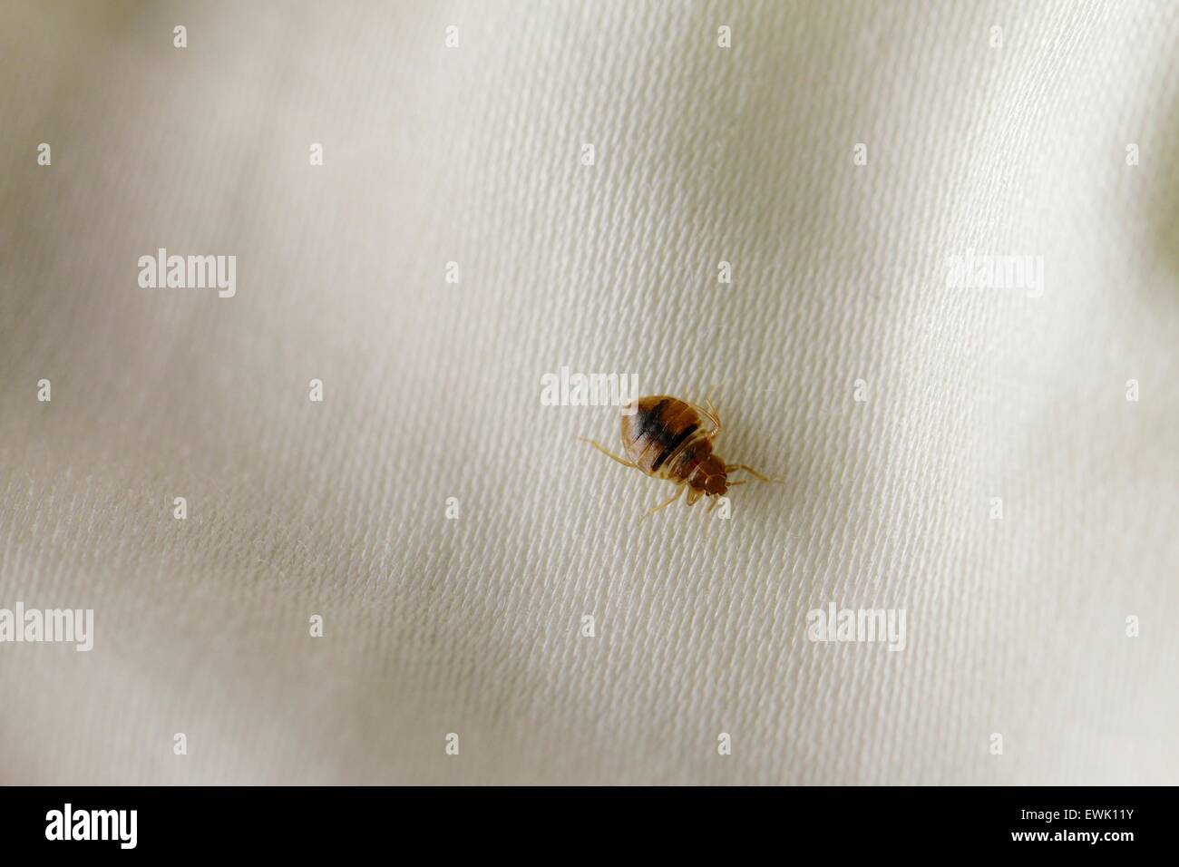 Bedbug comune (Lepinotus reticulatus) sul lenzuolo Foto Stock