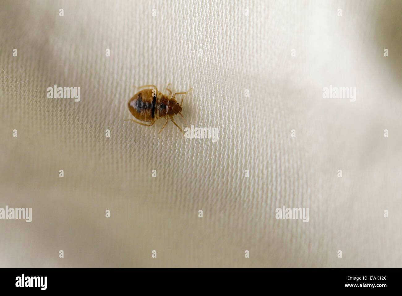Bedbug comune (Lepinotus reticulatus) sul lenzuolo Foto Stock