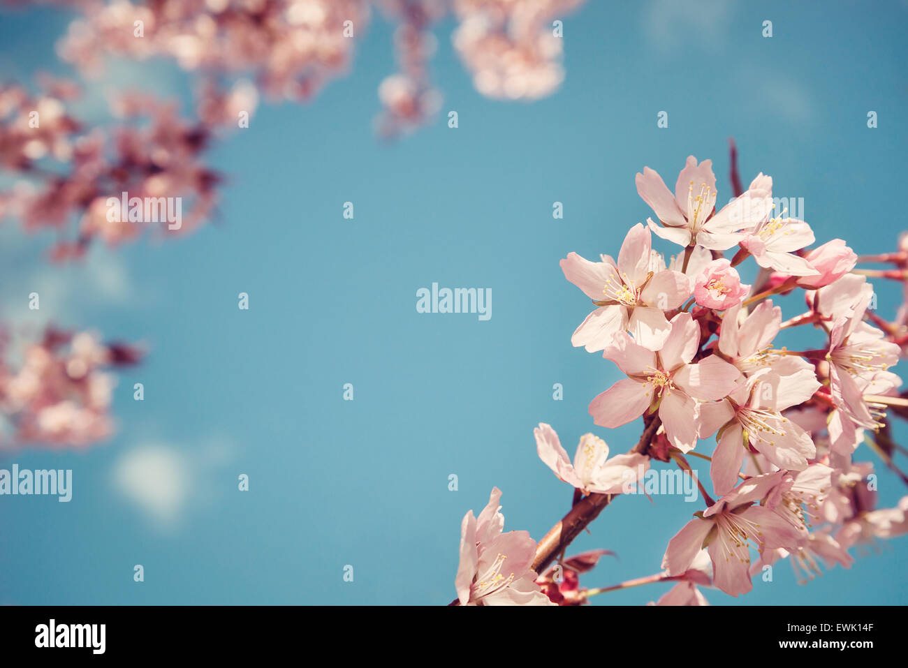 Primo piano di ciliegio (Prunus sargentii) blossoms contro il cielo blu in primavera Foto Stock