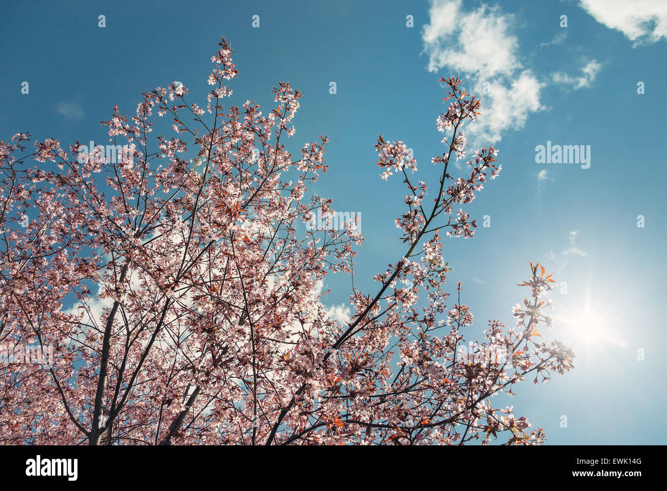 Ciliegio (Prunus sargentii) blossoms contro sunny blue sky in primavera Foto Stock