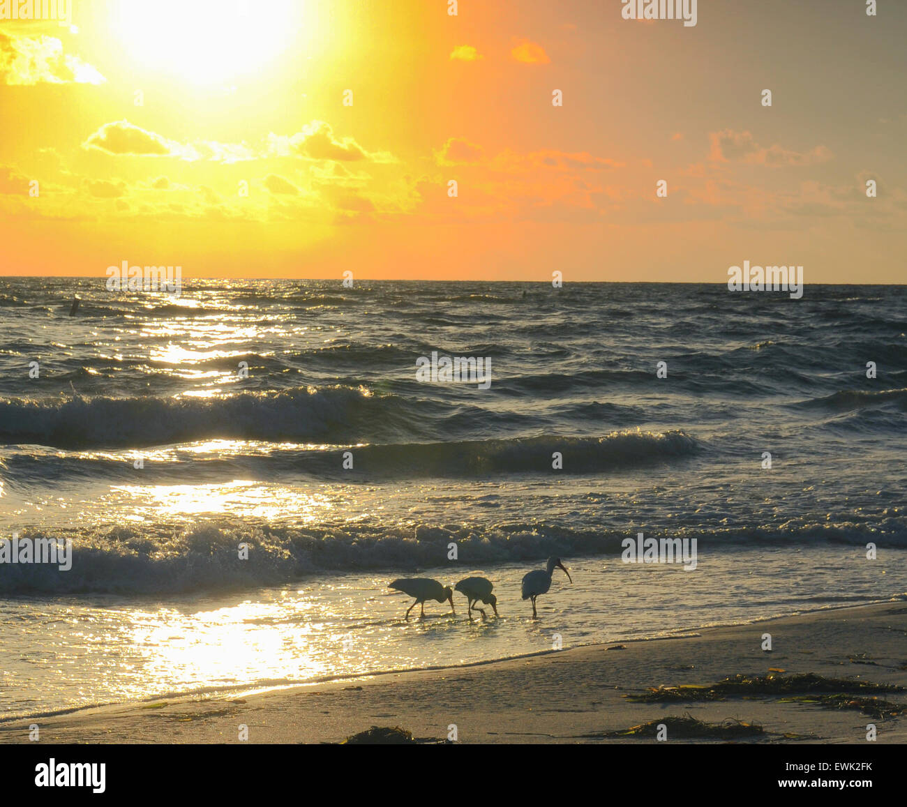 Bradenton Beach, Florida, Stati Uniti. 27th giugno 2015. Tramonto sul Golfo. Ibis in primo piano Foto Stock Bradenton Beach, Florida, Stati Uniti. 27th giugno 2015. Tramonto sul Golfo. Ibis in primo piano Foto Stock