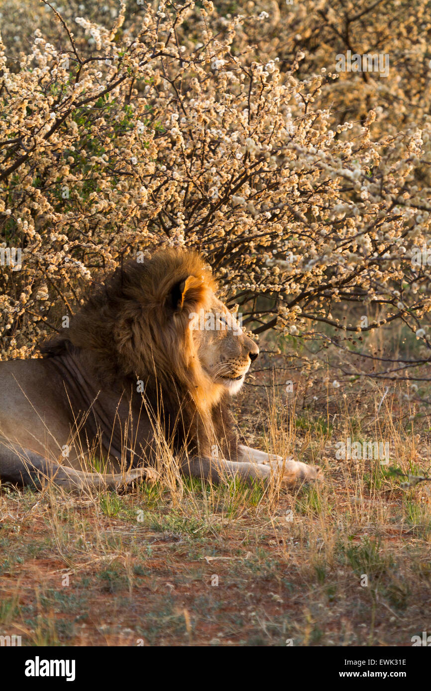 Maschio adulto Lion, Verde Kalahari, Sud Africa Foto Stock