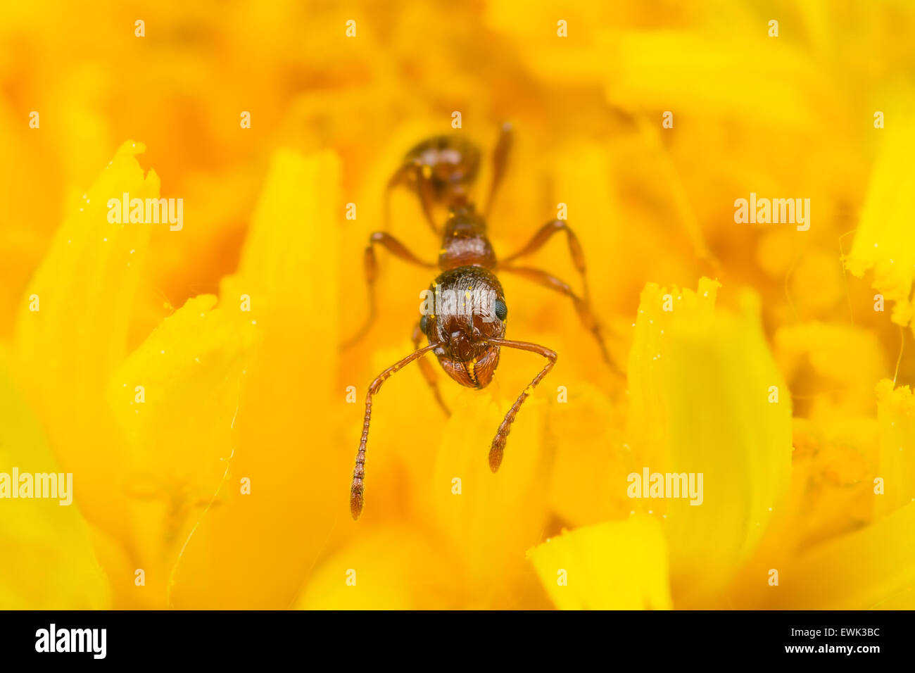 Red ant polline raccolto sul fiore giallo Foto Stock