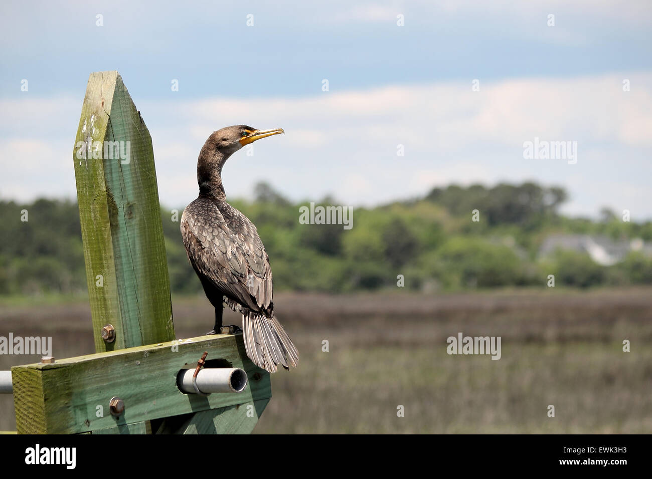 Un doppio-crested cormorant nella sun Foto Stock