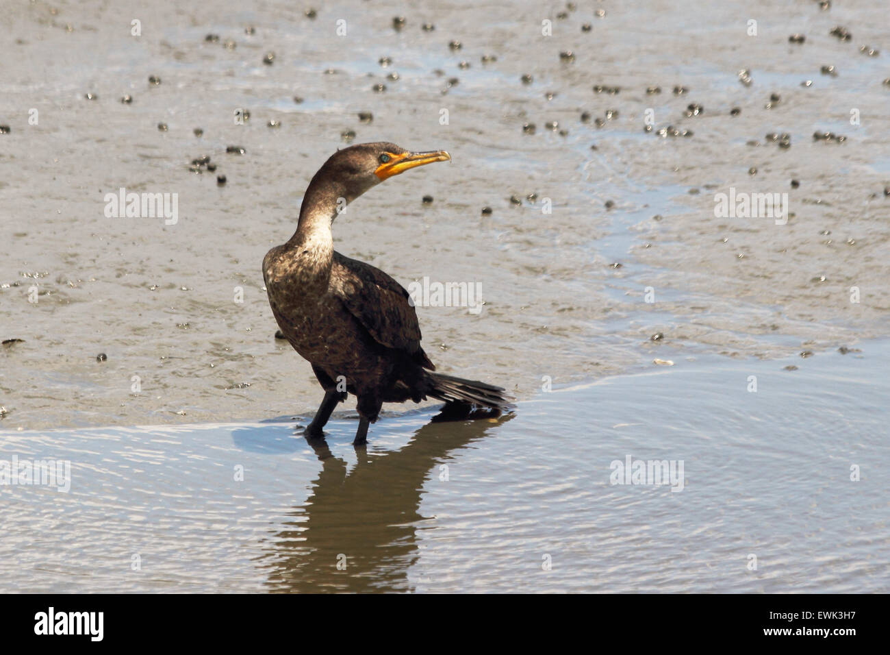 Un doppio di cormorani crestato a bordo delle acque. Foto Stock