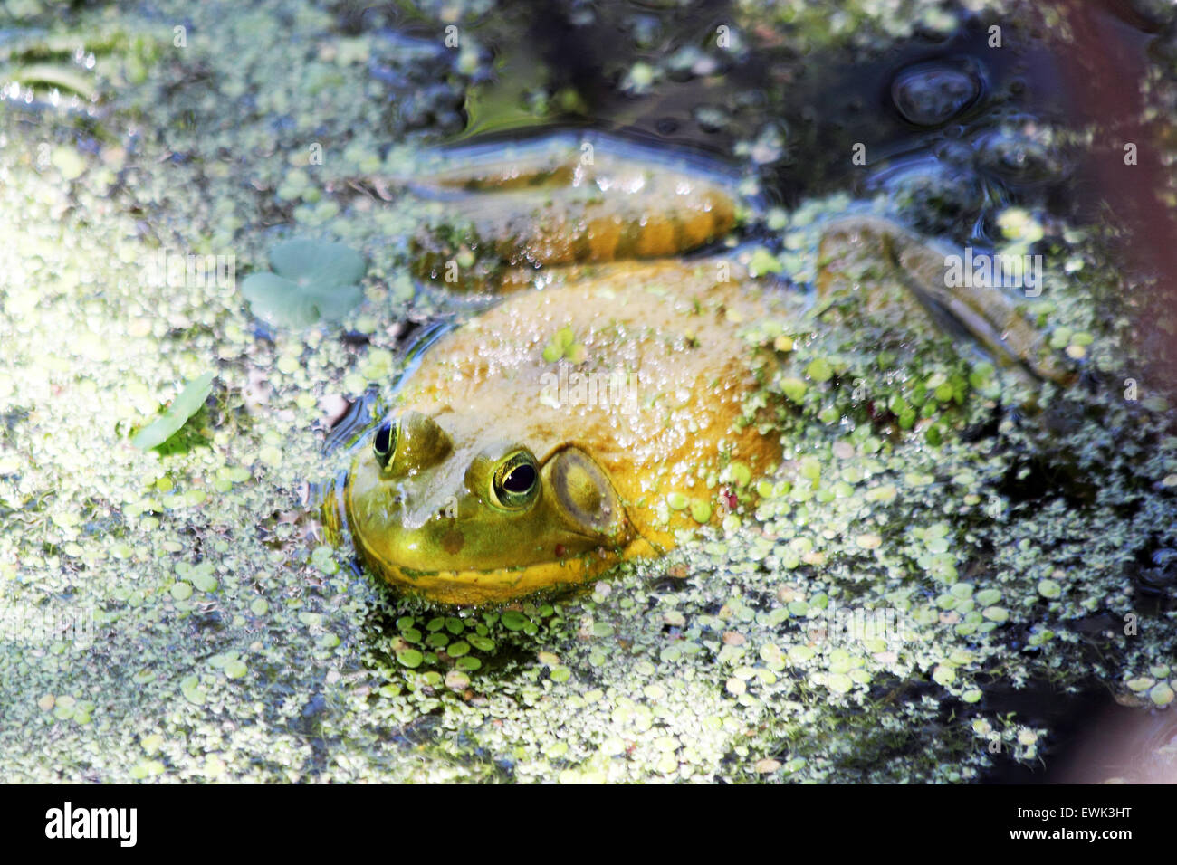 Un American bullfrog in appoggio sulla superficie delle acque Foto Stock