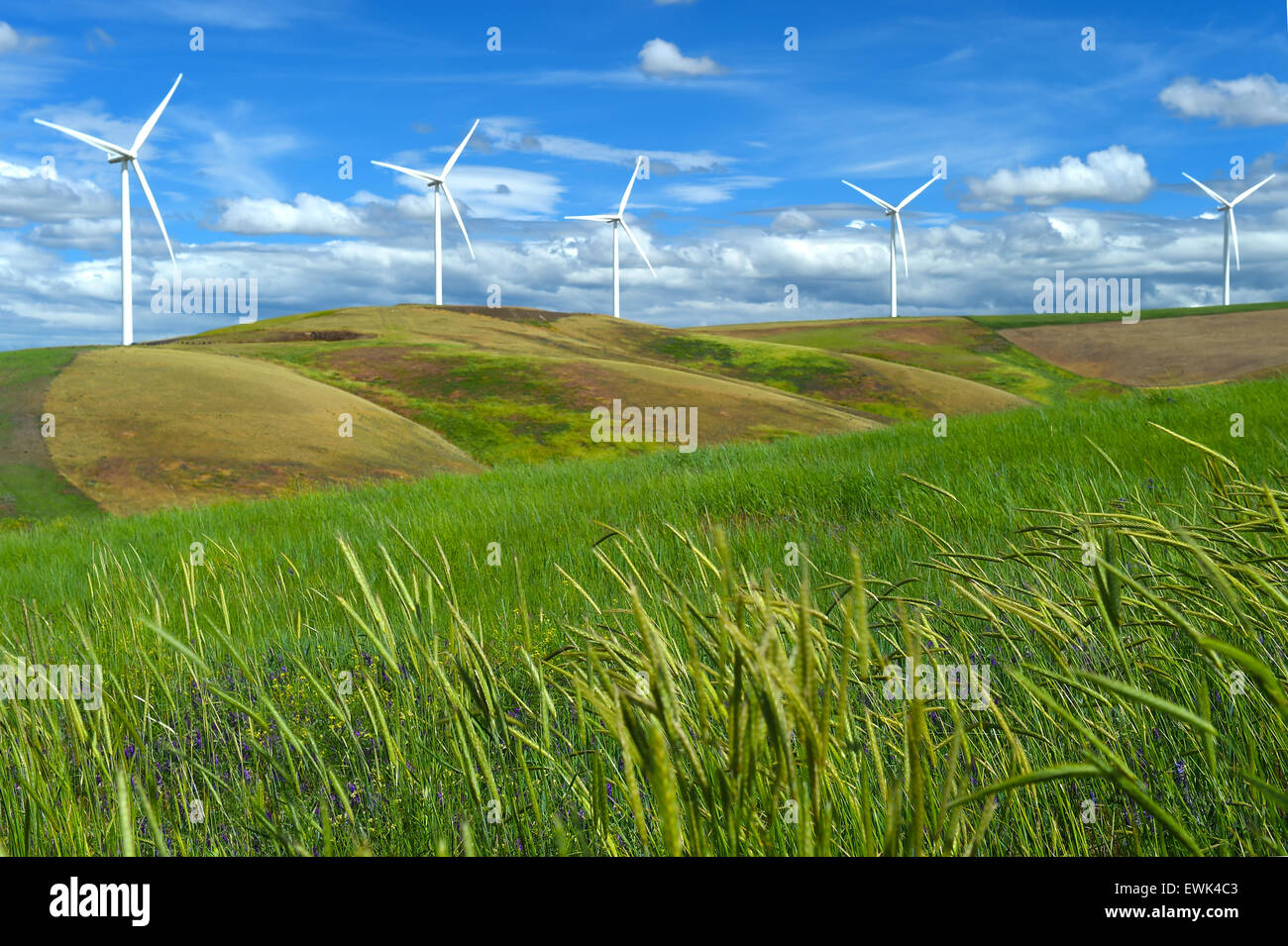 Fattoria eolica turbine sulla collina di contrasto di erba verde e blu cielo, nello stato di Washington, Stati Uniti Foto Stock