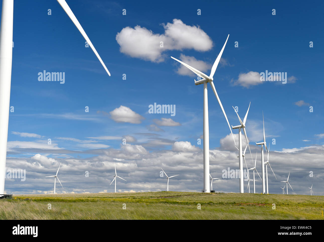 Fattoria eolica turbine erba verde e blu cielo, nello stato di Washington, Stati Uniti Foto Stock