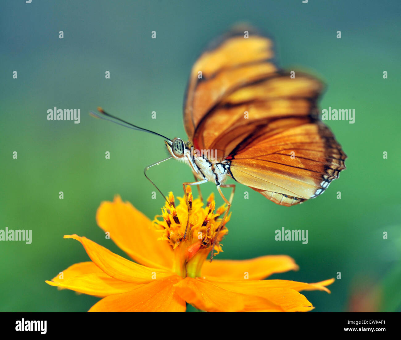 Farfalla monarca avanzamento sul fiore giallo, San Jose, Costa Rica, America centrale Foto Stock