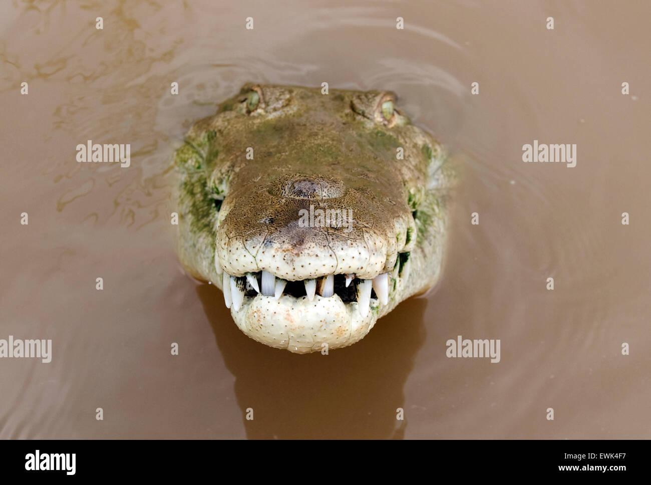 Un coccodrillo americano o Crocodylus acutus visto nel fiume tarcoles in Costa Rica Foto Stock