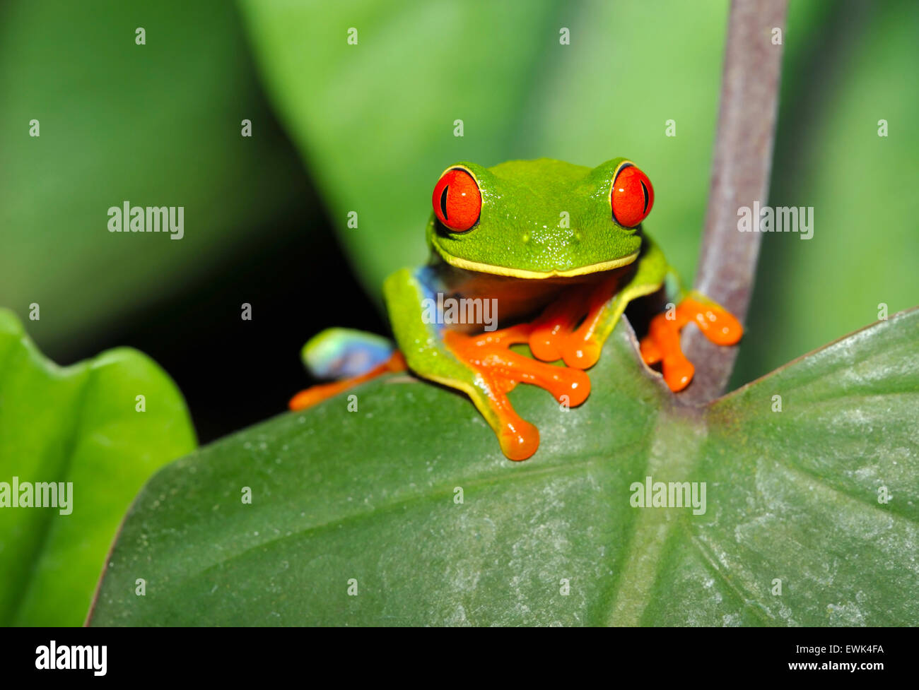Con gli occhi rossi raganella o red eyed rana verde o agalychnis callidryas curiosamente cercando seduta sulla foglia verde,corocovado Costa Rica Foto Stock