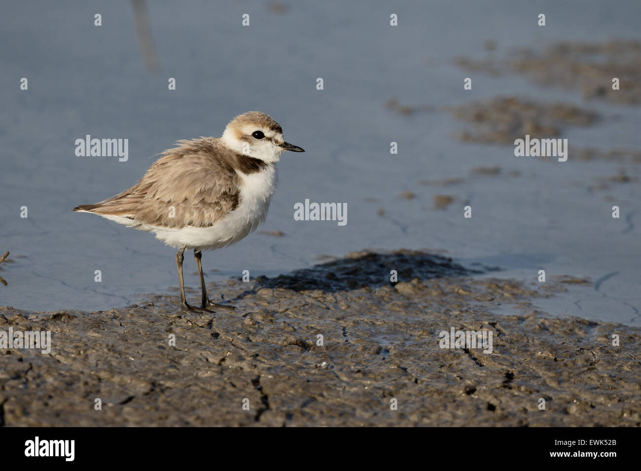 Fratino, Charadrius alexandrinus, unica donna da acqua, Maiorca, Giugno 2015 Foto Stock