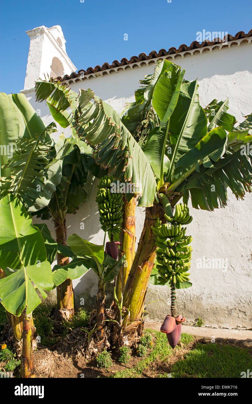 Le banane in crescita, Isole Canarie, Spagna. Foto Stock