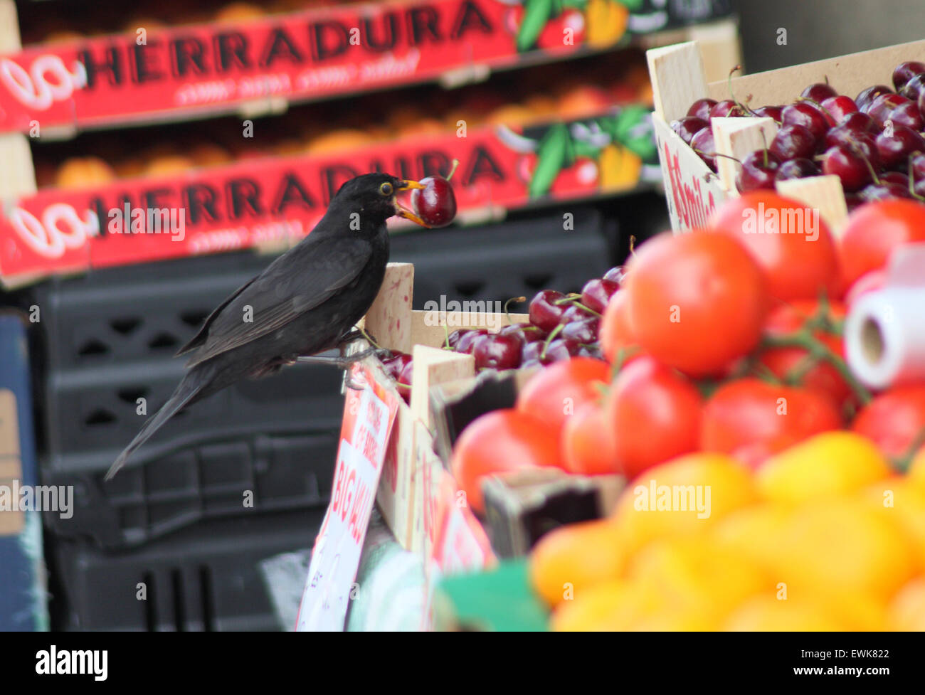 Un cheeky blackbird (Turdus merula) spenna una ciliegia da un fruttivendolo all'aperto in stallo il Peak District, Derbyshire Inghilterra Foto Stock