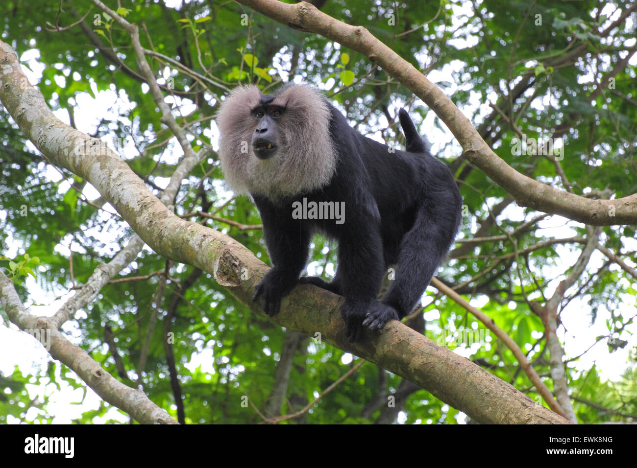 Lion-coda Macaque ( Macaca silenus ) Foto Stock