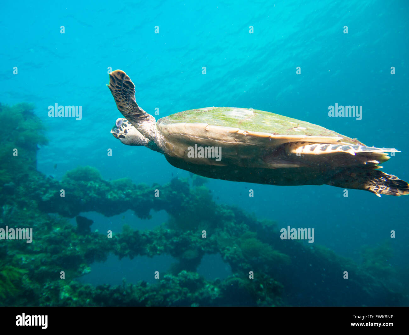Hawksbil sea turtle nuoto oltre il relitto del Liberty a Tulamben, a Bali, Indonesia Foto Stock