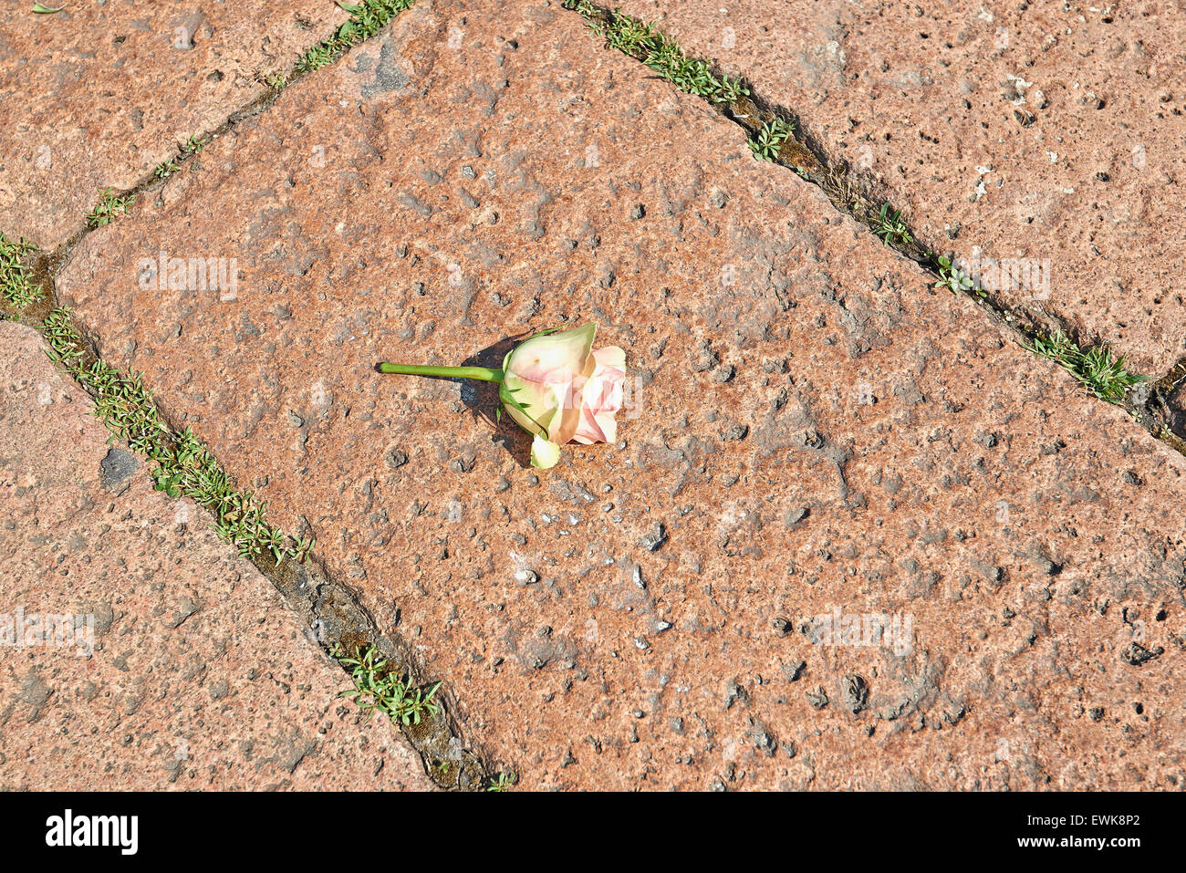 Il blocco di pavimentazione. pattern Pavimentata con pietre con erbacce tra mattoni e una rosa sul terreno Foto Stock