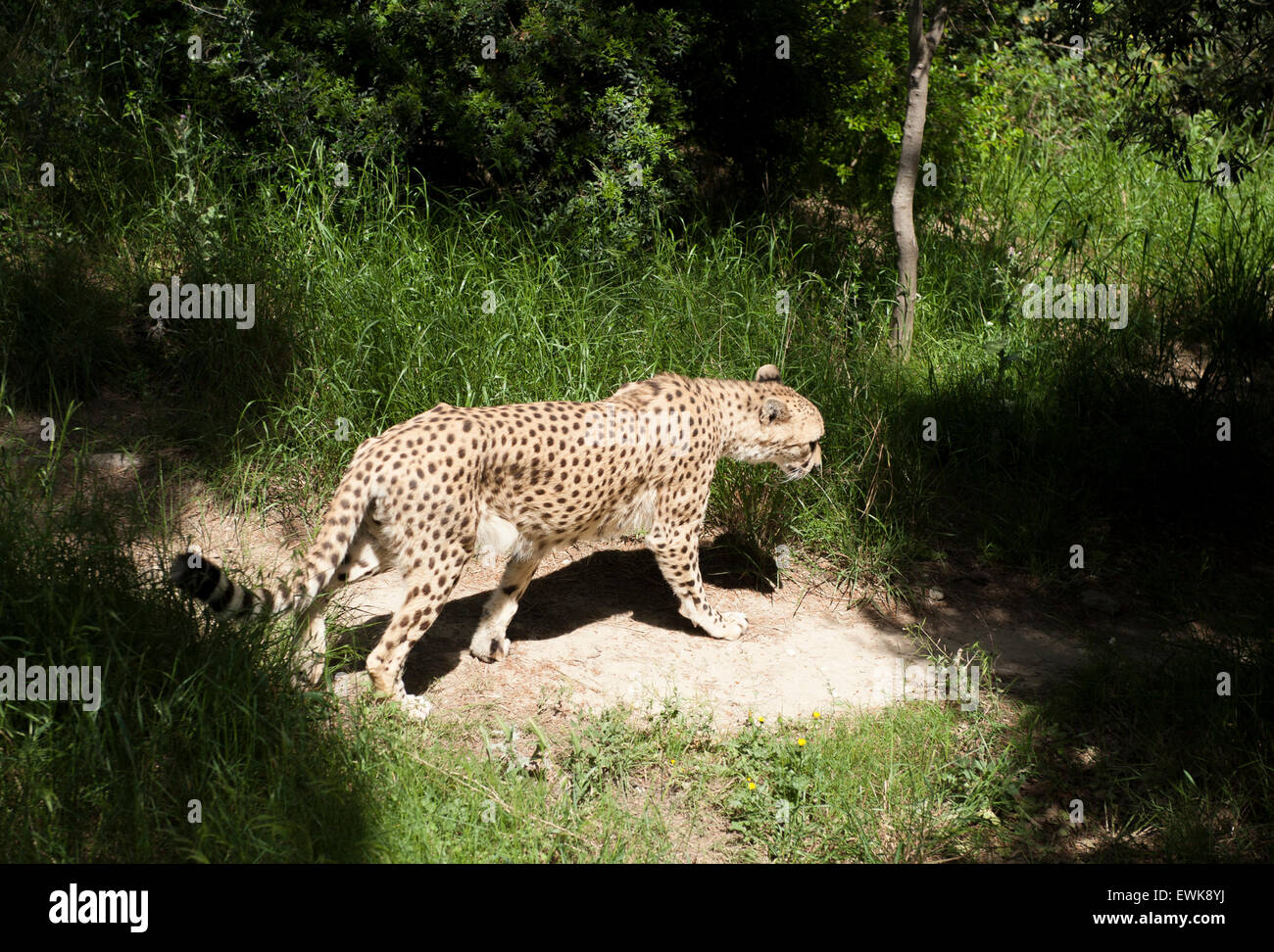 Un ghepardo in cattività a La Réserve Africaine de Sigean nel Languedoc, Francia Foto Stock