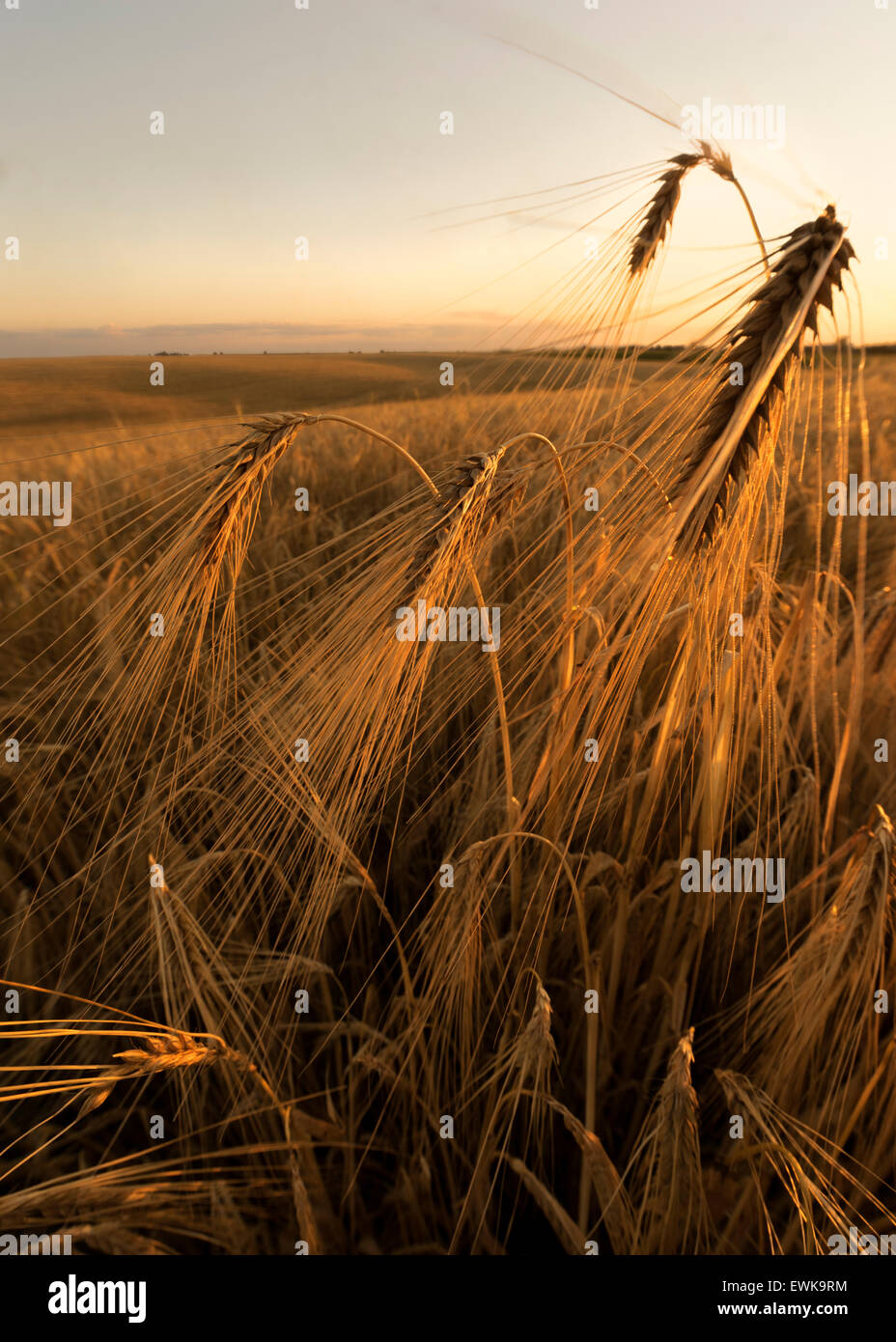 Campo di orzo in golden bagliore del sole serale Foto Stock