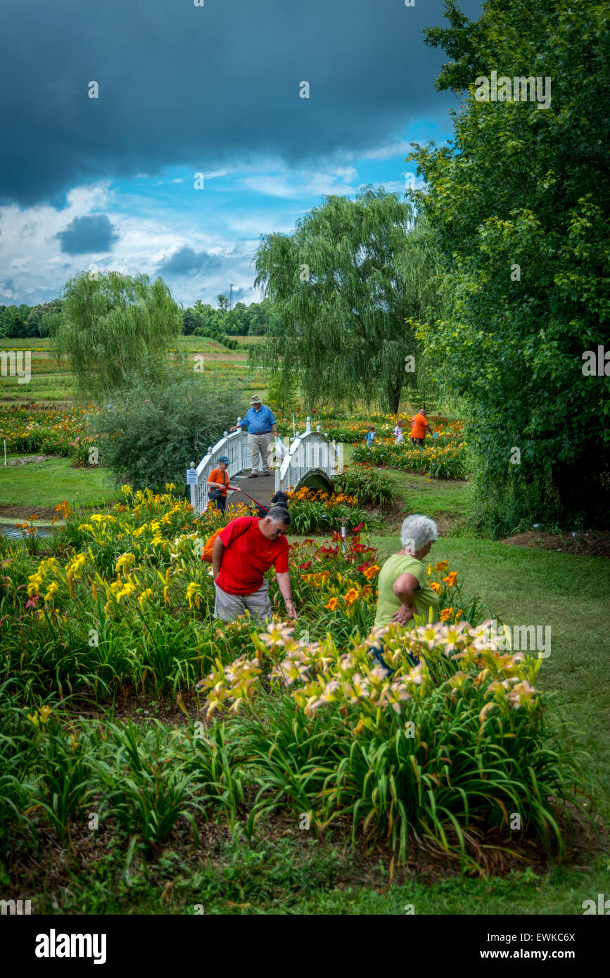 Corryton, Tennessee, Stati Uniti d'America. Il 27 giugno, 2015. Querce annuale Giornata di fattoria in Corryton, STATI UNITI D'AMERICA. Credito: Marc Griffin/Alamy Live News Foto Stock